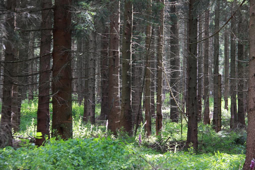 Fewo Amsbergstrasse Bad Harzburg Δωμάτιο φωτογραφία